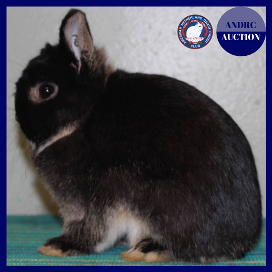 American Netherland Dwarf Rabbit Club Website