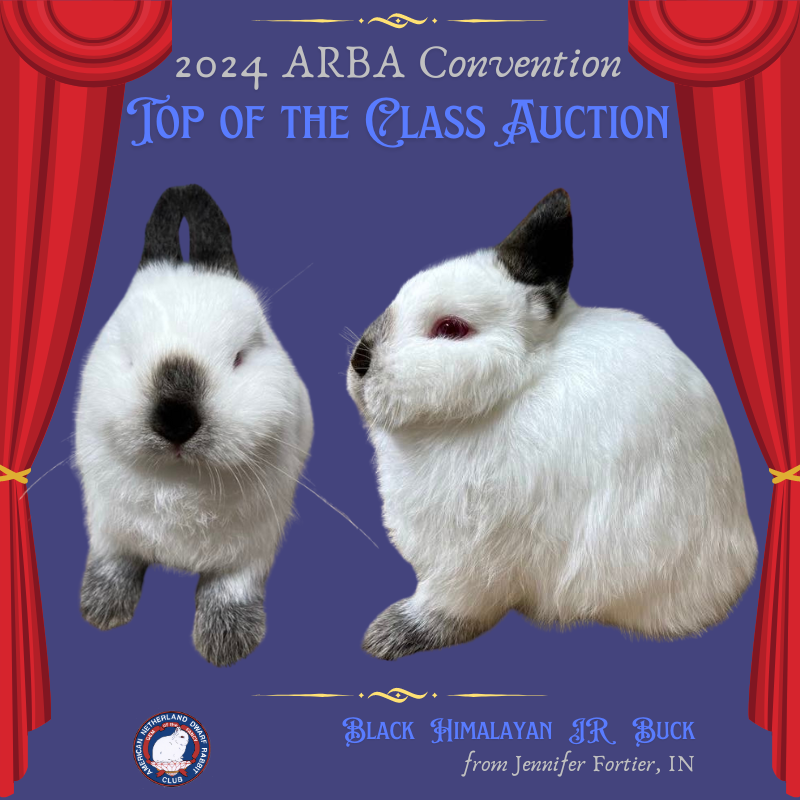 24CVN-Auction-Fortier-JrB-Pix.png