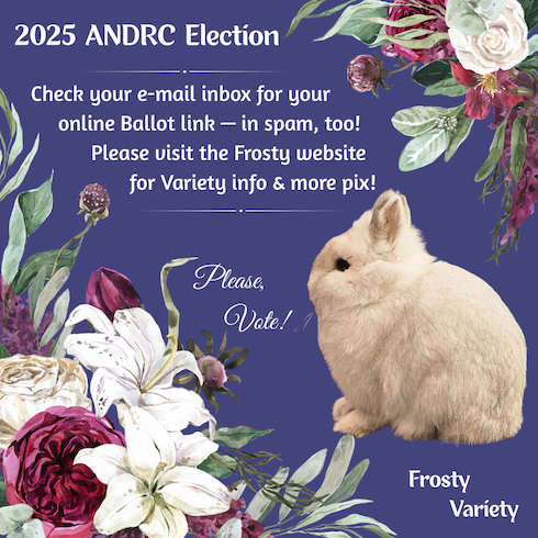 Election-2.png